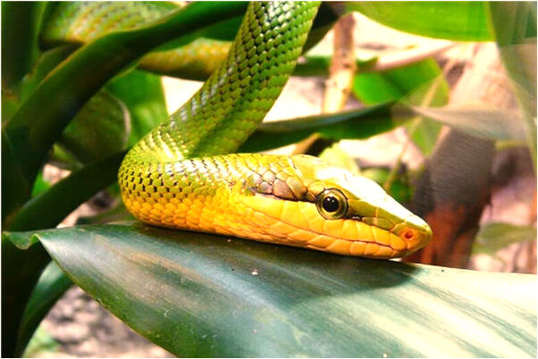 夢見閆冠然有什麼徵兆_周公解夢官網