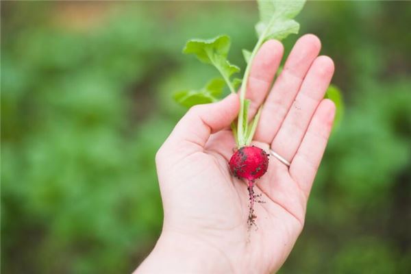 夢見拔蘿蔔是什麼意思_周公解夢