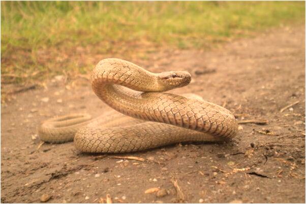 夢到了自己開個車意味著什麼_周公解夢官網