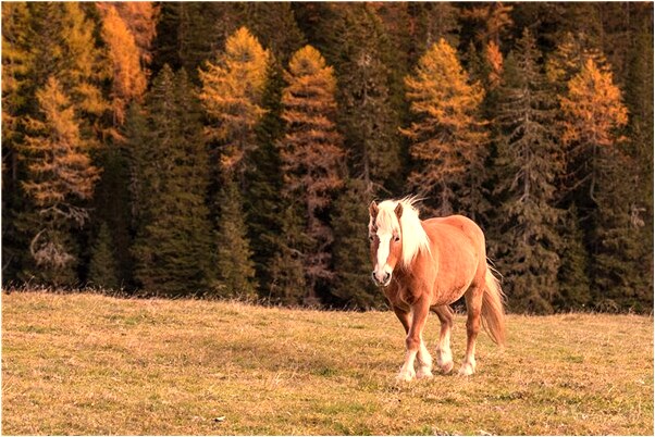 夢見在新車裡預示著什麼_周公解夢官網