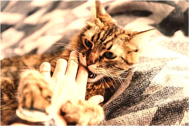 夢見懷孕抓了好多蝦預示著什麼_周公解夢官網