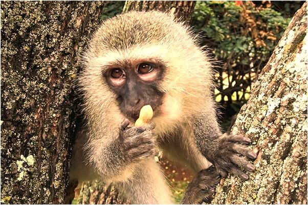 夢到了胸直接向上翹起有什麼預兆_周公解夢官網