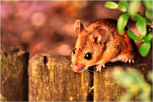 夢到燒死很多螞蟻有什麼預示嗎_周公解夢官網