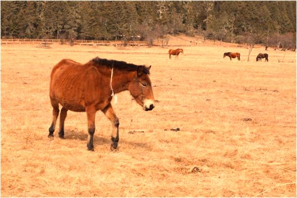 夢到了與狗同床是不是好的徵兆呢_周公解夢官網
