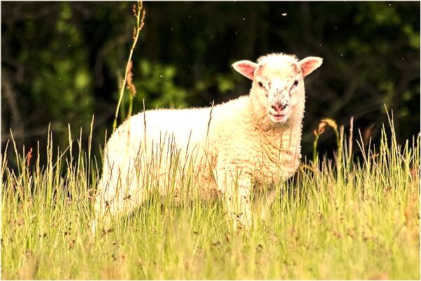 夢到了別人要生了但是有血預兆了什麼嗎_周公解夢官網