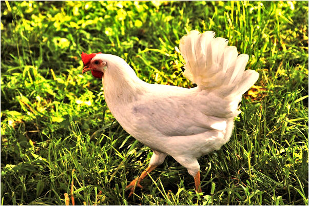 夢見炒蘋果好不好_周公解夢官網