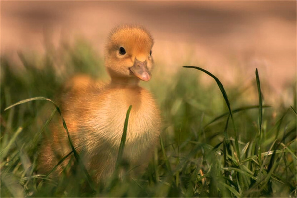 夢到了買東西備去舅家做客是好的徵兆嗎_周公解夢官網