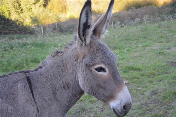 夢到驢說話會怎么樣_周公解夢