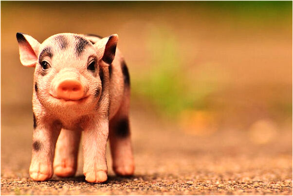 夢到喝奶茶看錶演是凶兆還是吉兆_周公解夢官網