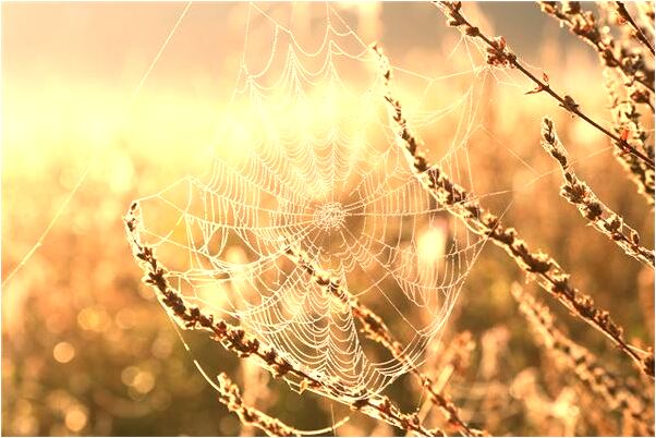 夢到天天死去的尹維亮代表著什麼_周公解夢官網