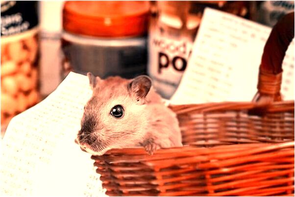 夢到了小嬰兒突然說話了怎么回事_周公解夢官網