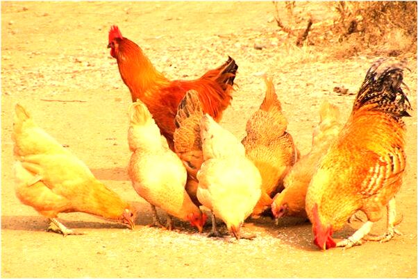 夢到了老公借了很多錢的預兆_周公解夢官網