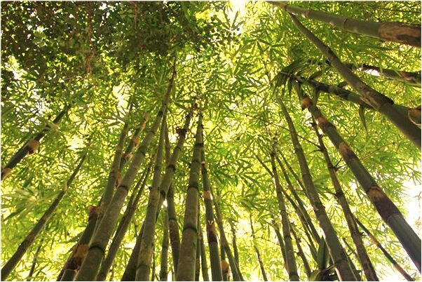 夢到了飛上天拿劍對著龍預示什麼_周公解夢官網