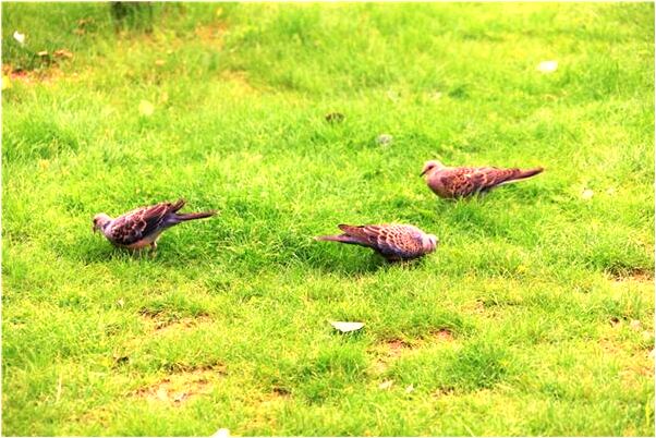 夢到了自己腳止長出很多小腳意味著什麼_周公解夢官網