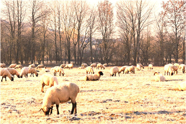 夢見窗戶掉下樓怎么回事_周公解夢官網