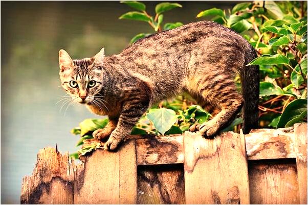 夢見自己到朋友家吃雞肉會有什麼預兆_周公解夢官網