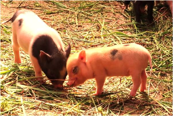 夢到母親撿到冥票是吉兆嗎?_周公解夢官網