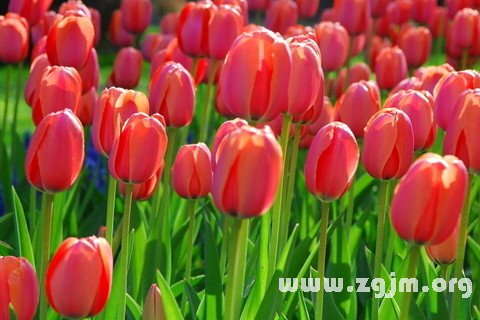 Dream of tulips