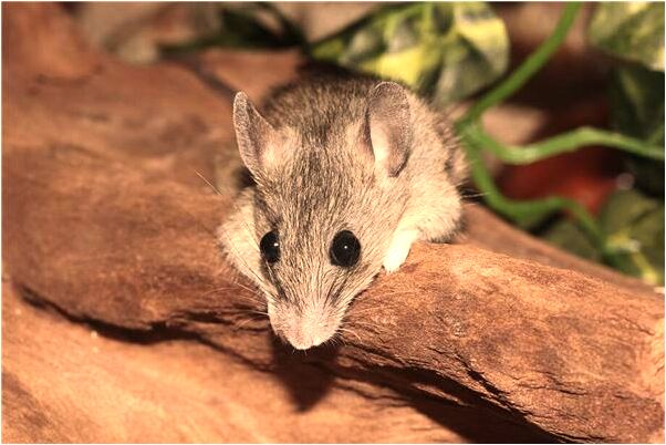 夢到了可以辟邪的剪刀是啥預兆_周公解夢官網