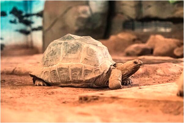 夢見小偷偷走我包有什麼說法_周公解夢官網