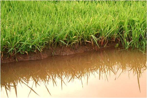 夢到了一隻腳瘸了代表著什麼？_周公解夢官網