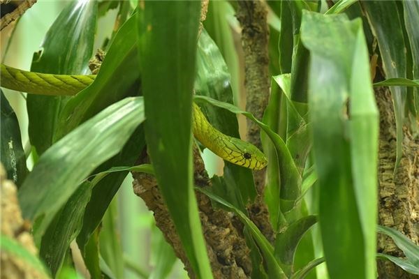 夢見兩條毒蛇會是什麼預兆_周公解夢
