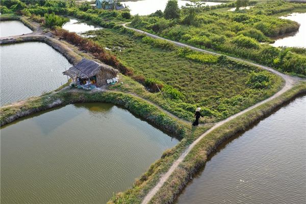 夢到了魚塘幹了是咋回事_周公解夢