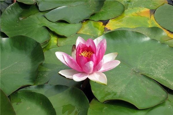 夢見蓮花_周公解夢