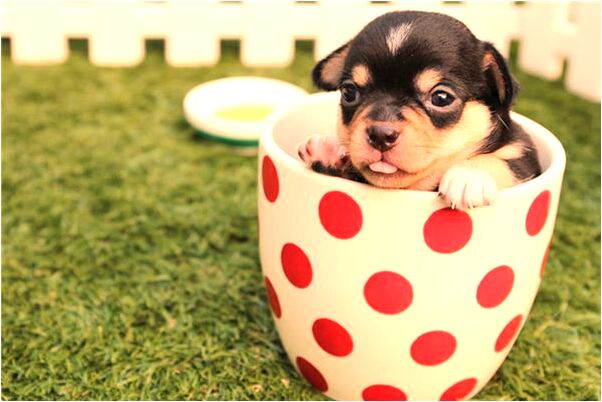 夢見認識女的做愛是好的徵兆嗎_周公解夢官網