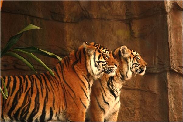 夢見挖水井水滿了有什麼意思_周公解夢官網