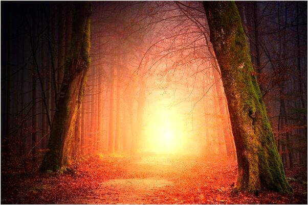 夢見許多有很多腳和尾巴的蛇是咋回事_周公解夢官網