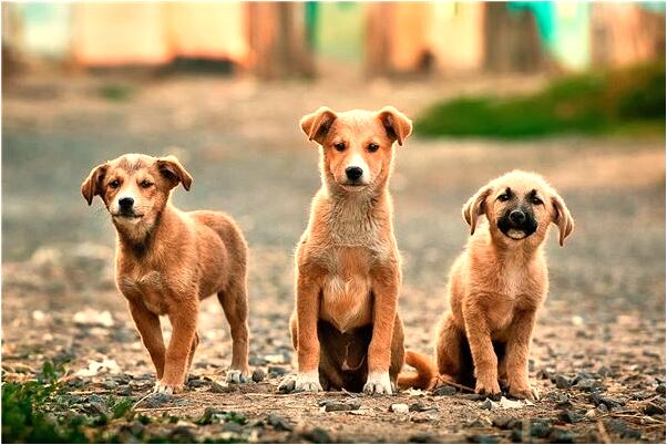 夢見黃金巨蟒下巨型金蛋有什麼預兆_周公解夢官網