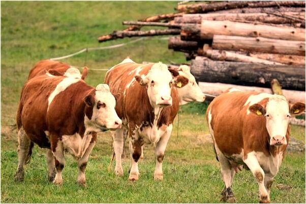 夢見螞蟻上身洗澡有什麼寓意嗎?_周公解夢官網