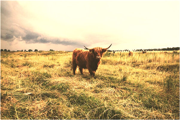 夢到別人給錢買東西是好是壞_周公解夢官網