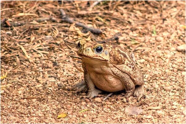 夢見別人家死了的老太太有什麼意義嗎_周公解夢官網
