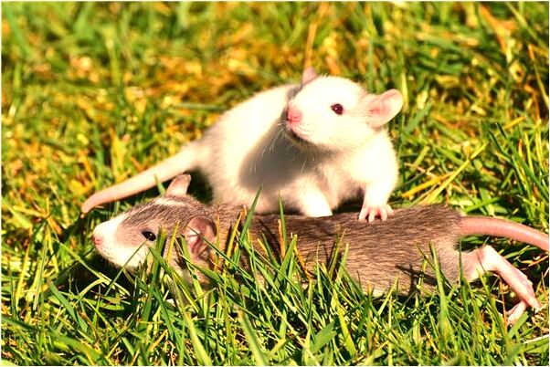 夢到與親人算賬有什麼徵兆_周公解夢官網