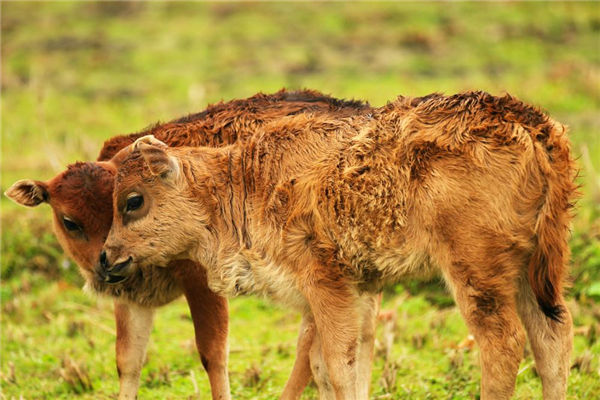 夢見小牛是什麼意思_周公解夢
