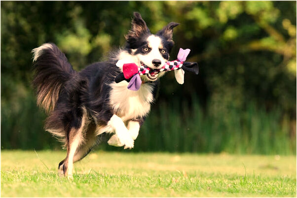 夢見好多魚但沒抓是什麼意思_周公解夢官網