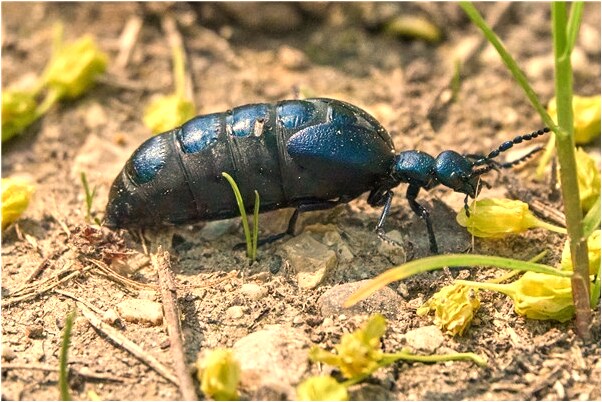 夢到喝的粥裡面有蠕蟲是好的徵兆嗎_周公解夢官網
