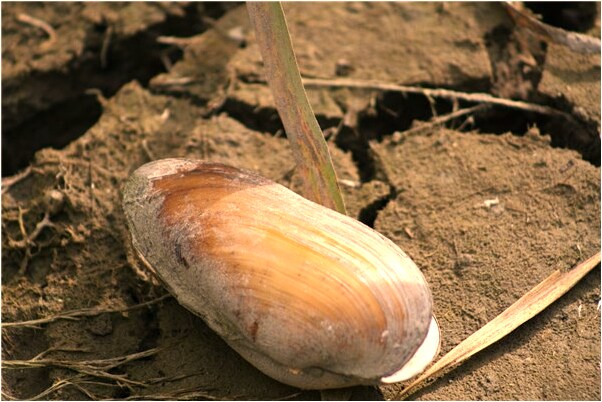 夢見洗豬肉是凶兆還是吉兆_周公解夢官網