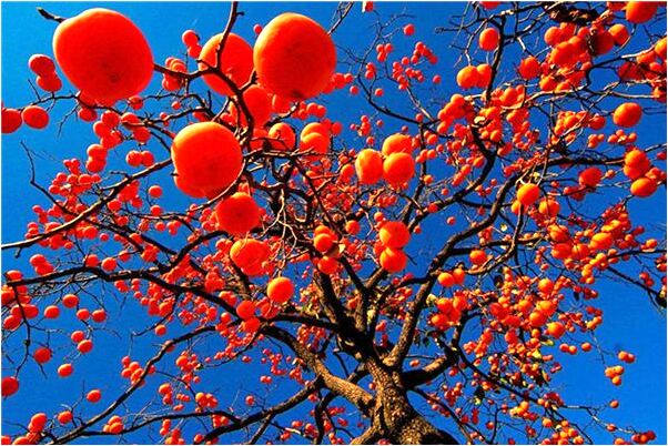 夢到了右腳小腳趾指掉了是什麼意思_周公解夢官網