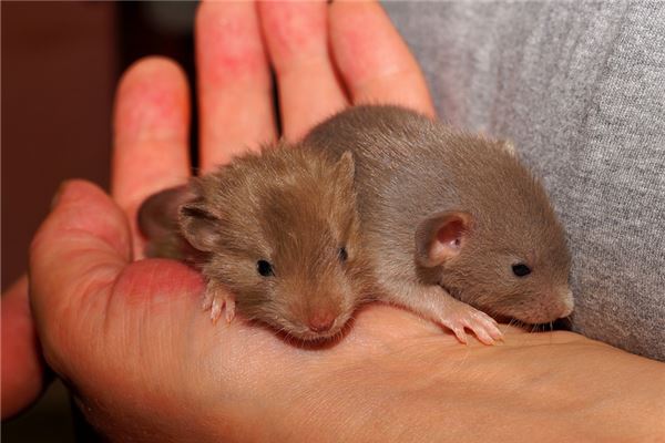 鼠年幾月犯月_十二生肖