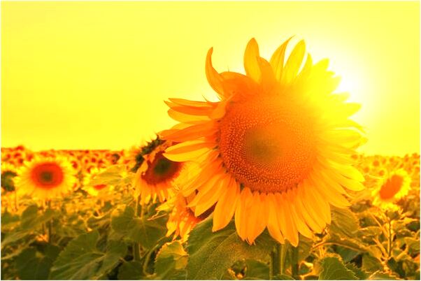 夢到了日照香爐生預兆了什麼嗎_周公解夢官網