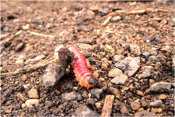 夢到了有人跟著我哭代表什麼_周公解夢官網
