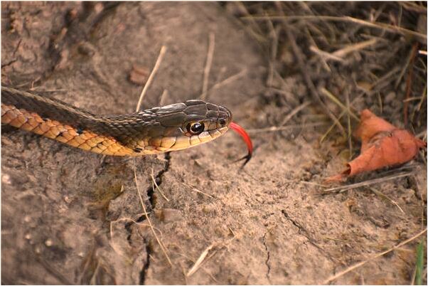 夢到了和不認識的人在游泳有什麼預兆_周公解夢官網