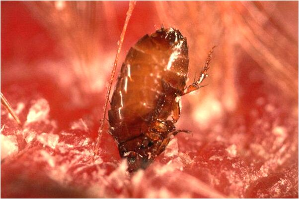 夢到了對象染成粉色頭髮有何寓意_周公解夢官網