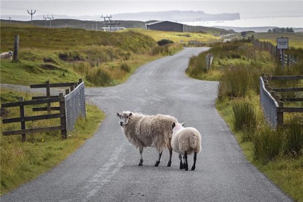 1967年3月屬羊的性格特點_十二生肖