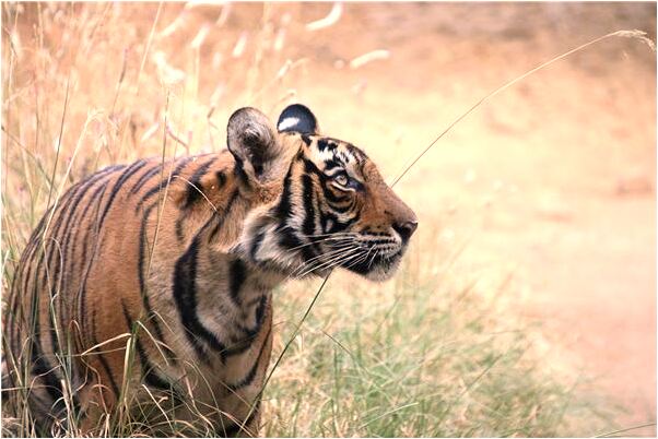 夢見轉讓自己的店鋪出去是什麼意思？_周公解夢官網