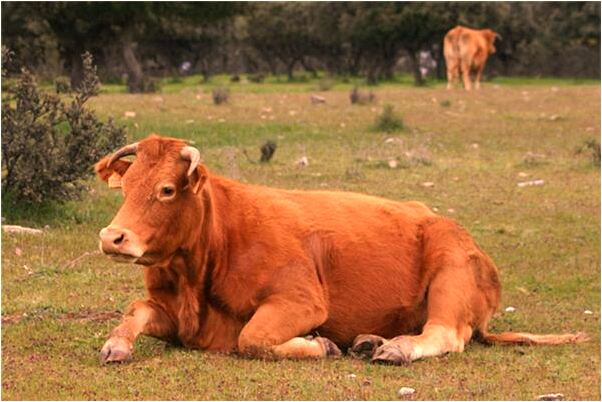 夢見兩個不熟的西瓜裂了是什麼預兆？_周公解夢官網