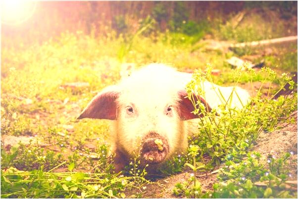 夢到自己拿著剪刀意味著什麼_周公解夢官網